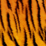 Pattern Animal Prints #2 in Adhesive and/or Heat Transfer Vinyl